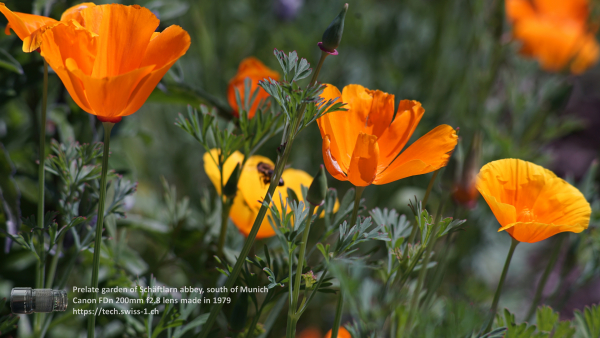 A7 08353 Canon FD 200mm 16mm-tube 4K UHD