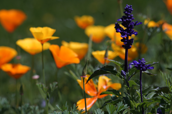 A7 08361 Canon FD 200mm 16mm-tube