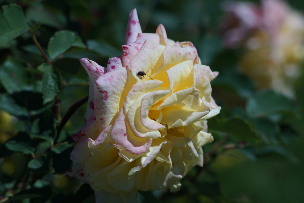 A7 08365 Canon FD 200mm 16mm-tube