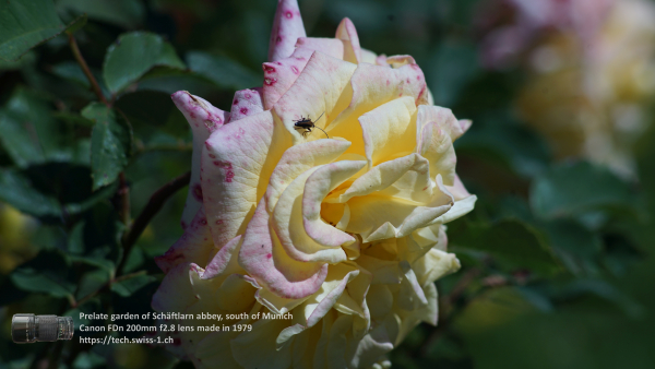 A7 08365 Canon FD 200mm 16mm-tube 4K UHD