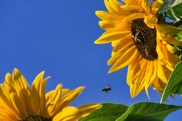 ▷ lI❶Il Giant Sunflower, Olympia Sonnar 180mm f2.8 and