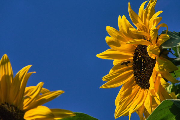 Carl-Zeiss-180mm-f2.8-Olympia-Sonnar-on-Sony-a7ii-full-frame-camera-A7 07360