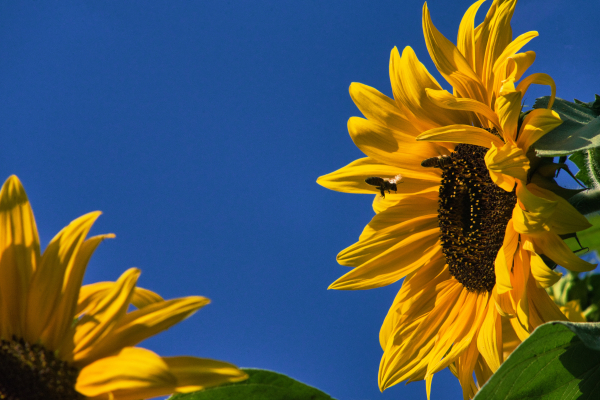 Carl-Zeiss-180mm-f2.8-Olympia-Sonnar-on-Sony-a7ii-full-frame-camera-A7 07367