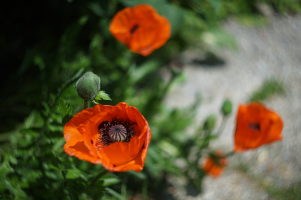 Carl Zeiss Jena Biotar 58mm f2 A7 05031 Swirly Bokeh