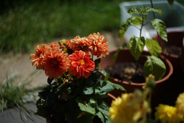 Carl Zeiss Jena Biotar 58mm f2 A7 05032