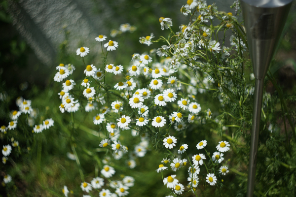 Carl Zeiss Jena Biotar 58mm f2 A7 05040