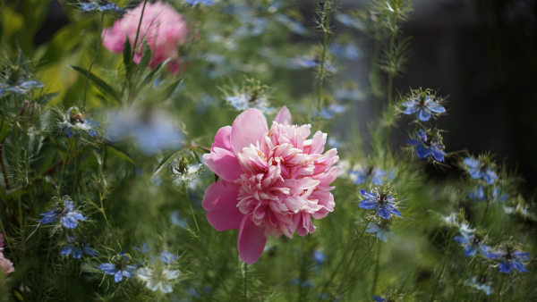 Carl Zeiss Jena Biotar 58mm f2 A7 05185