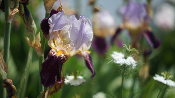 Carl Zeiss Jena Biotar 58mm f2 A7 05311