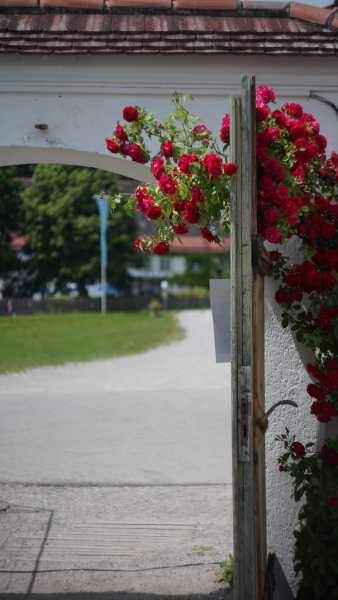 Carl Zeiss Jena Biotar 58mm f2 A7 05347