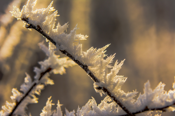 Macro photo with extension tube and Nikon lens - click on photo to enlarge