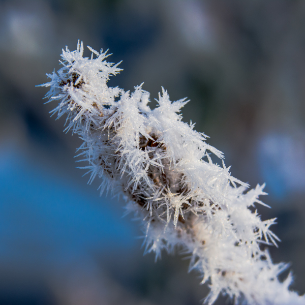 Macro photo with extension tube and Nikon lens - click on photo to enlarge