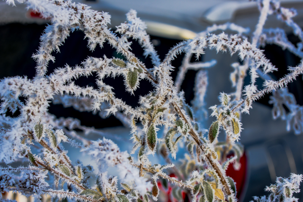 Macro photo with extension tube and Nikon lens - click on photo to enlarge