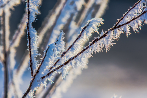 Macro photo with extension tube and Nikon lens - click on photo to enlarge