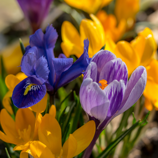 Macro photo with extension tube and Nikon lens - click on photo to enlarge