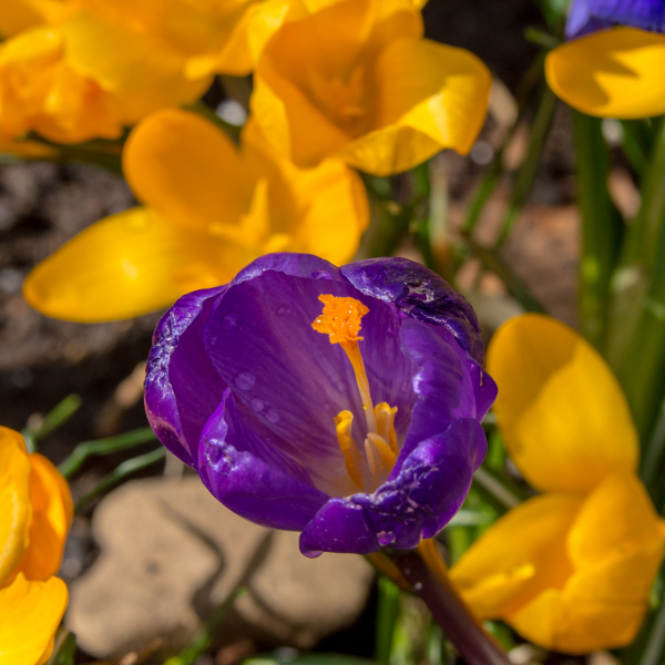 Macro photo with extension tube and Nikon lens - click on photo to enlarge