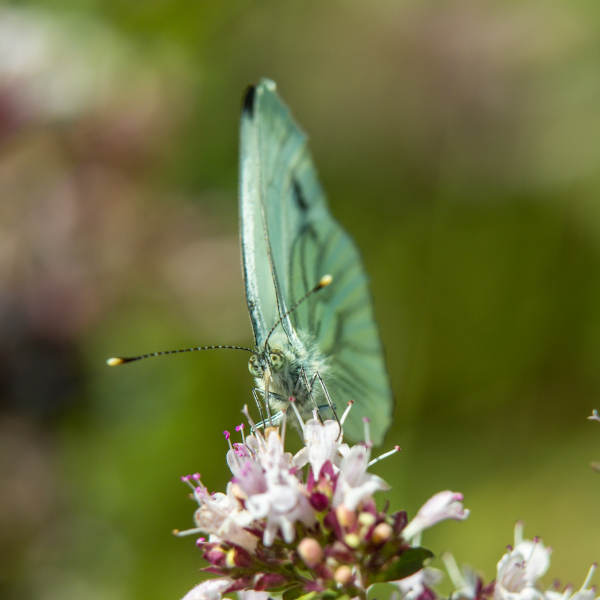 Macro photo with extension tube and Nikon lens - click on photo to enlarge