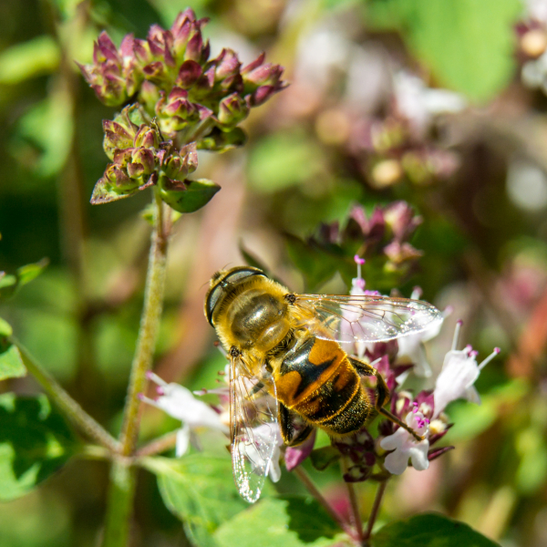 Macro photo with extension tube and Nikon lens - click on photo to enlarge