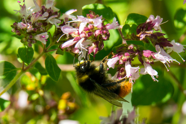 Look at all macro photos in the 3 photo galleries below