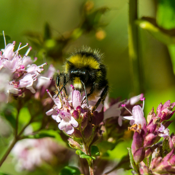 Macro photo with extension tube and Nikon lens - click on photo to enlarge