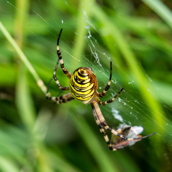Macro photo with extension tube and Nikon lens - click on photo to enlarge