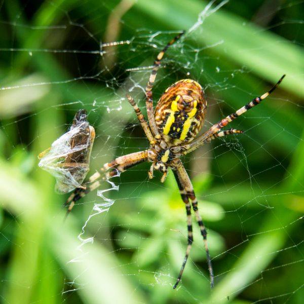 Macro photo with extension tube and Nikon lens - click on photo to enlarge