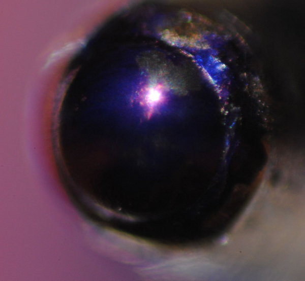 Macro photo with reverse classic Konica lens - click on photo to enlarge