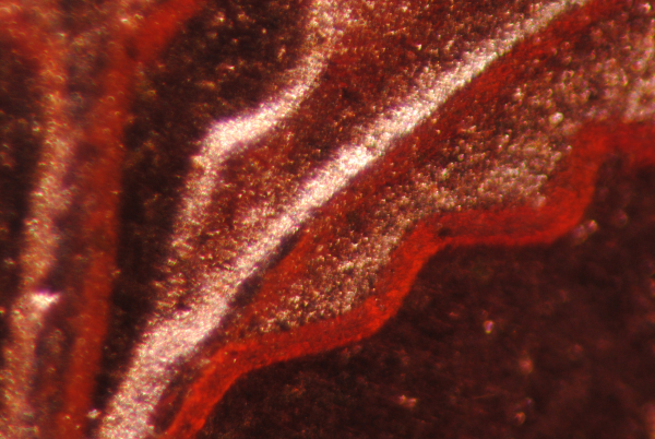 Macro photo with reverse classic Konica lens - click on photo to enlarge