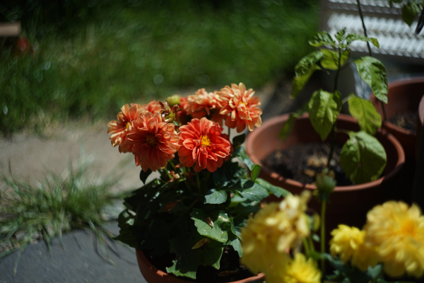 Helios 44M-4 58mm f2 A7 05047