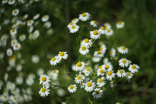 Helios 44M-4 58mm f2 A7 05053 Swirly Bokeh