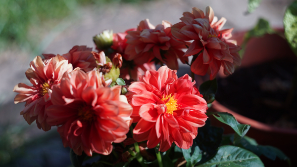 Helios 44M-4 58mm f2 A7 05065