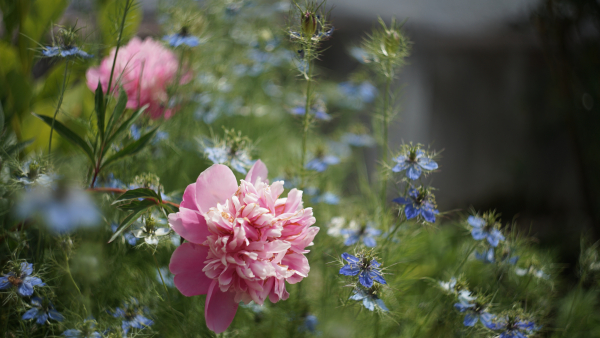 Helios 44M-4 58mm f2 A7 05364