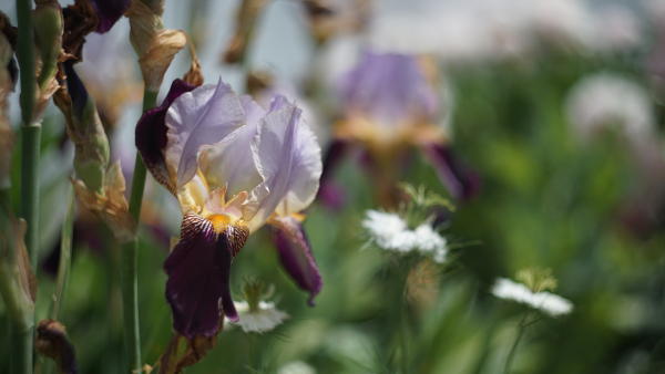 Helios 44M-4 58mm f2 A7 05375