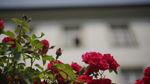 Helios 44M-4 58mm f2 A7 05423