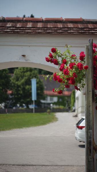 Helios 44M-4 58mm f2 A7 05424