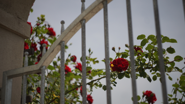 Helios 44M-4 58mm f2 A7 05430