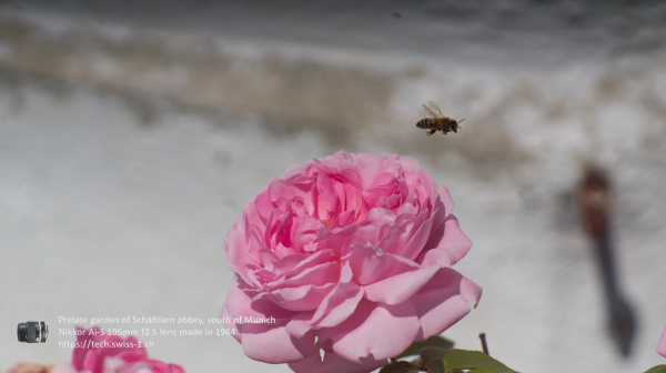 Nikkor 105mm f2.5 A7 06581 4K UHD