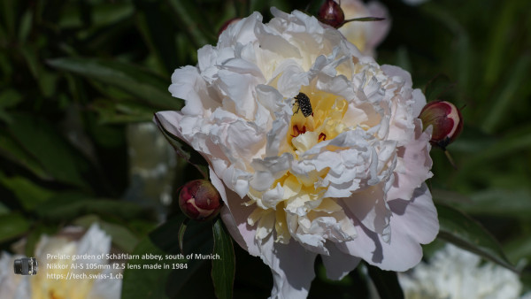 Nikkor 105mm f2.5 A7 06587 4K UHD