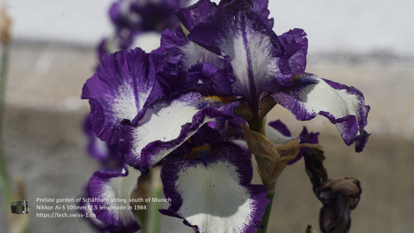 Nikkor 105mm f2.5 A7 06613 4K UHD