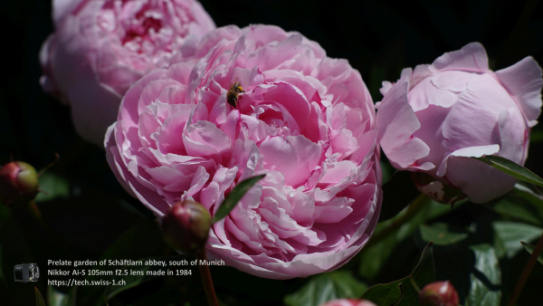 Nikkor 105mm f2.5 A7 06632 4K UHD