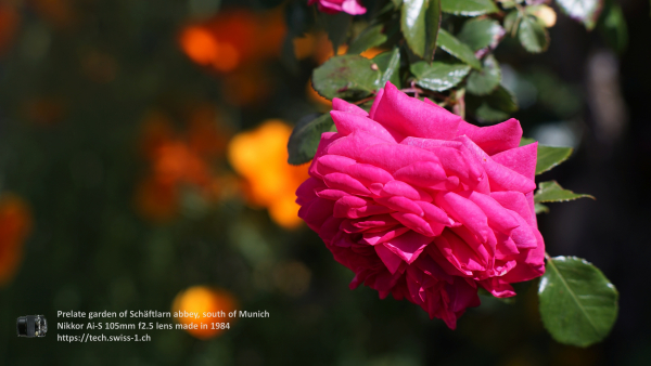 Nikkor 105mm f2.5 A7 06695 4K UHD