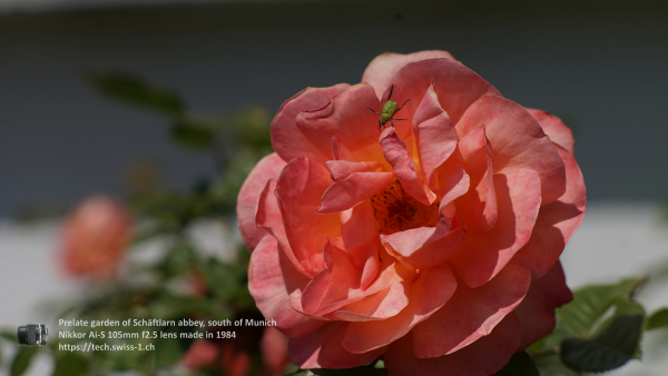 Nikkor 105mm f2.5 A7 06736 4K UHD