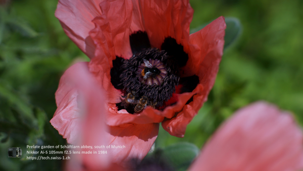 Nikkor 105mm f2.5 A7 06839 4K UHD