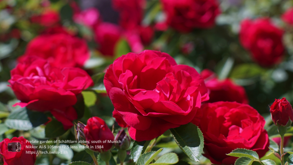 Nikkor 105mm f2.5 A7 06946 4K UHD