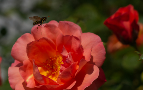 Nikon Nikkor 105mm f2.5 classic lens 4K UHD A7 06938