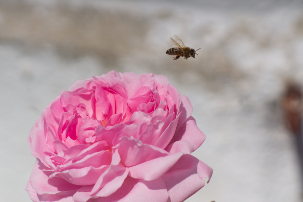 Nikon Nikkor Ai-S 105mm f2.5 classic lens 4K UHD A7 06581