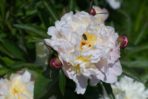 Nikon Nikkor Ai-S 105mm f2.5 classic lens 4K UHD A7 06587