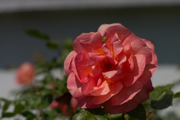 Nikon Nikkor Ai-S 105mm f2.5 classic lens 4K UHD A7 06736