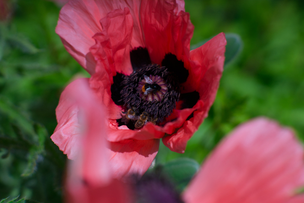 Nikon Nikkor Ai-S 105mm f2.5 classic lens 4K UHD A7 06839