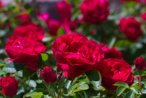 Nikon Nikkor Ai-S 105mm f2.5 classic lens 4K UHD A7 06946