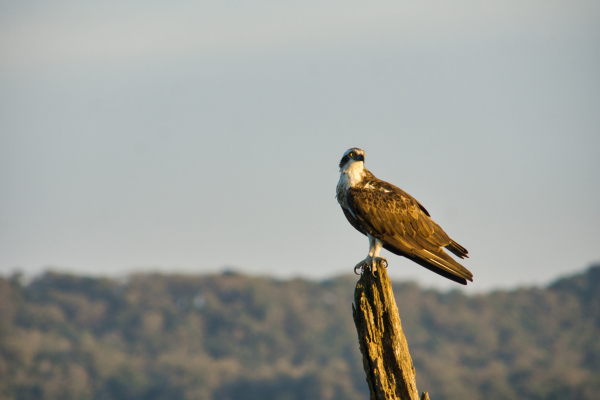 Sony-FE-24-240mm-lens-Sony-a6000-camera-DSC02734